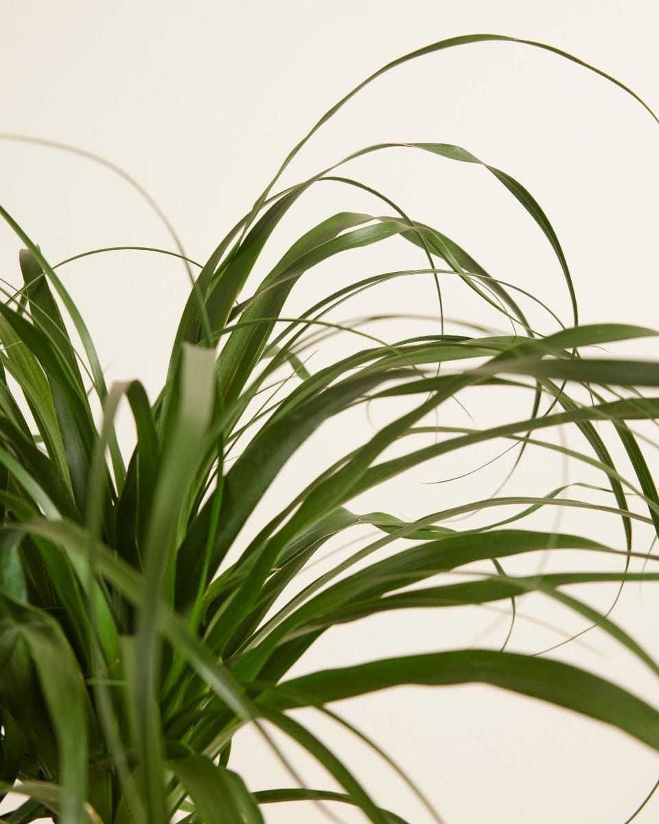 Beaucarnea Pianta mangiafumo Recurvata