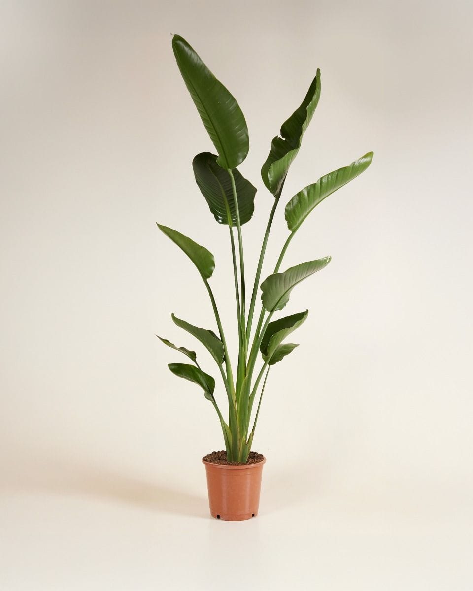 Strelitzia Nicolai Bird of Paradise
