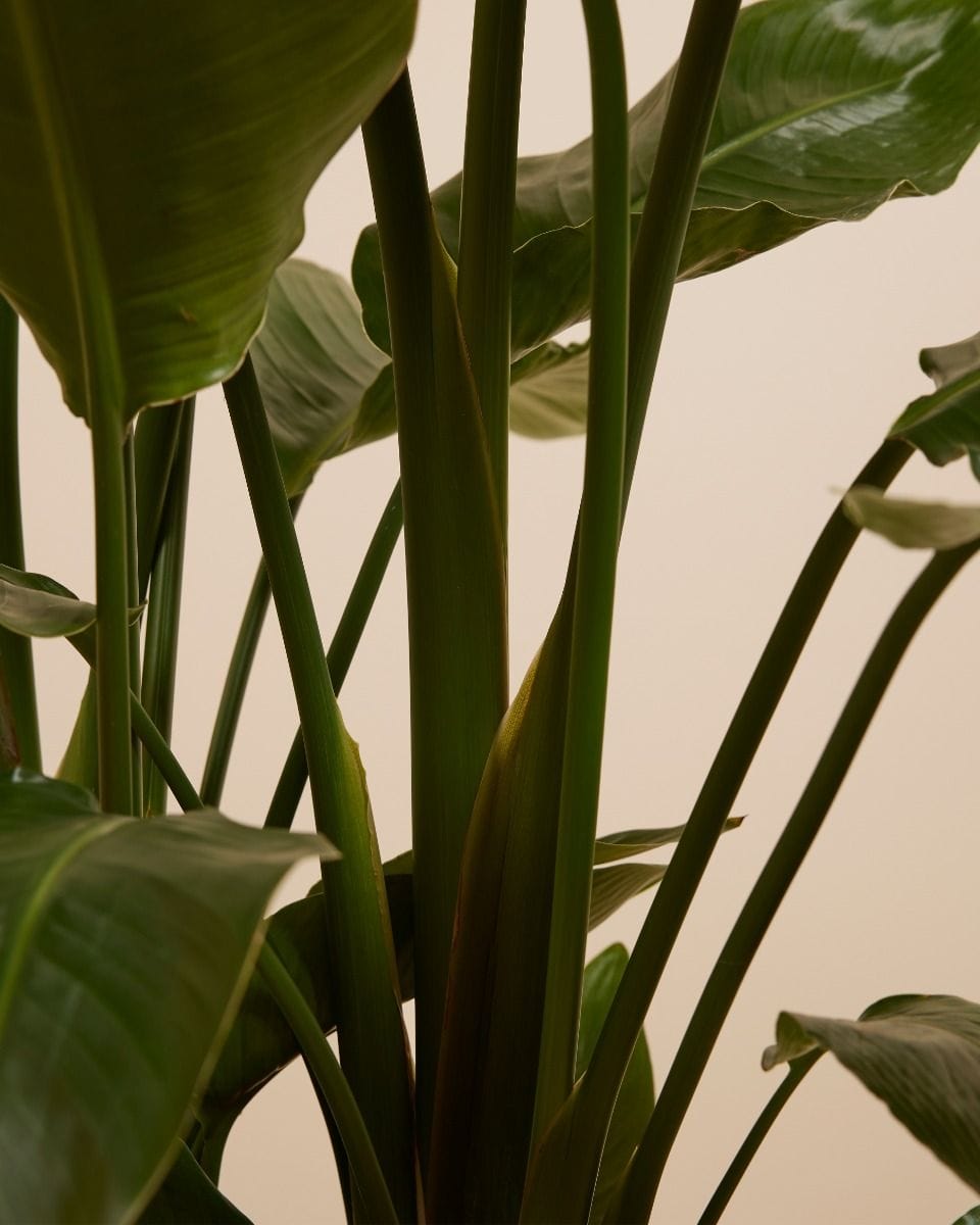 Strelitzia Nicolai Bird of Paradise