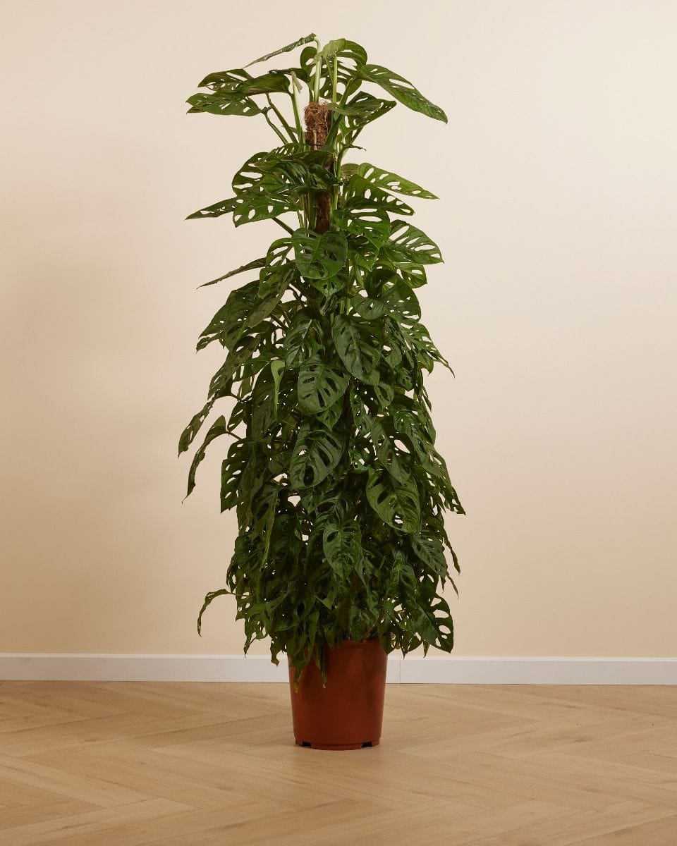 Monstera Adansonii Monkey Mask