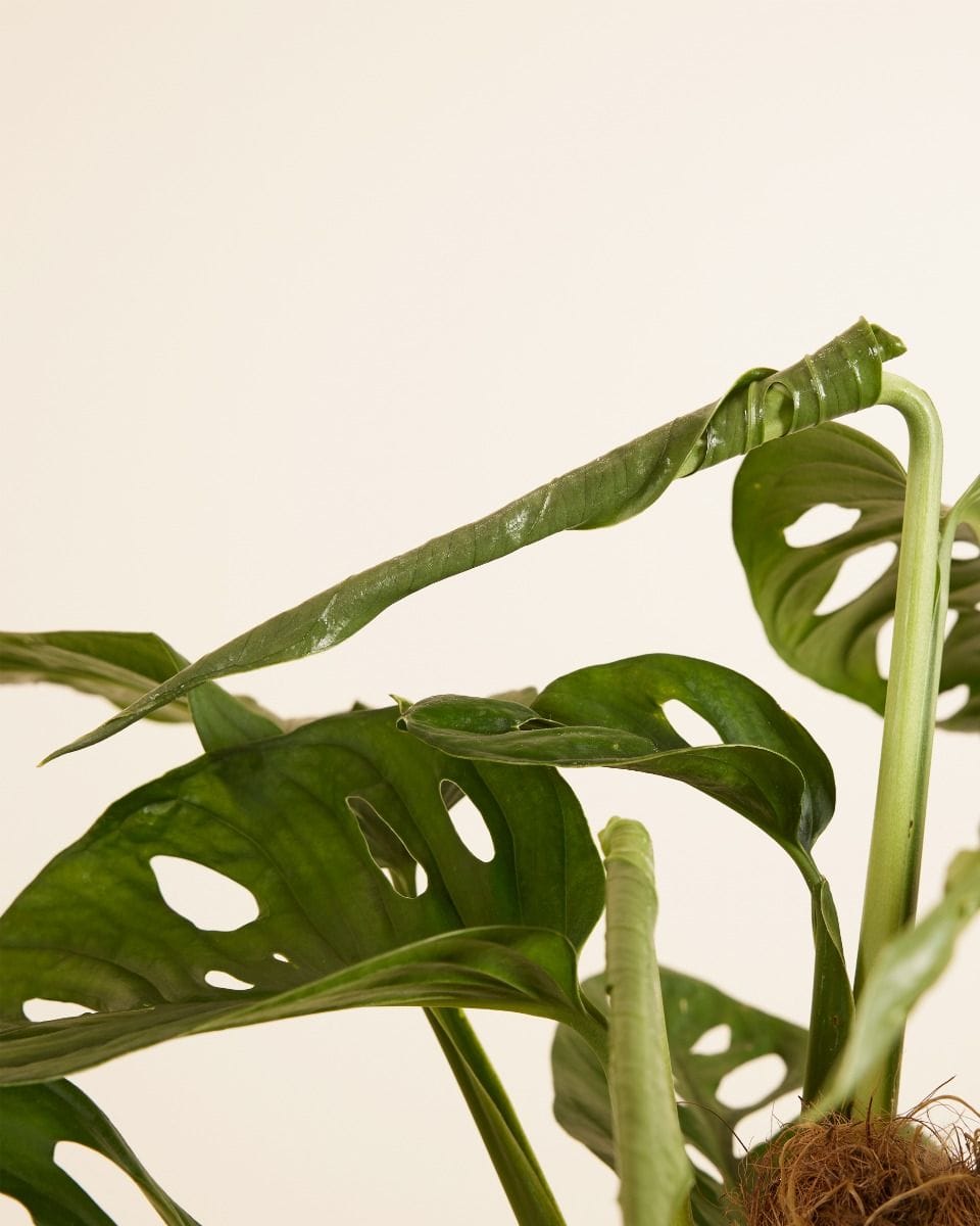 Monstera Adansonii Monkey Mask