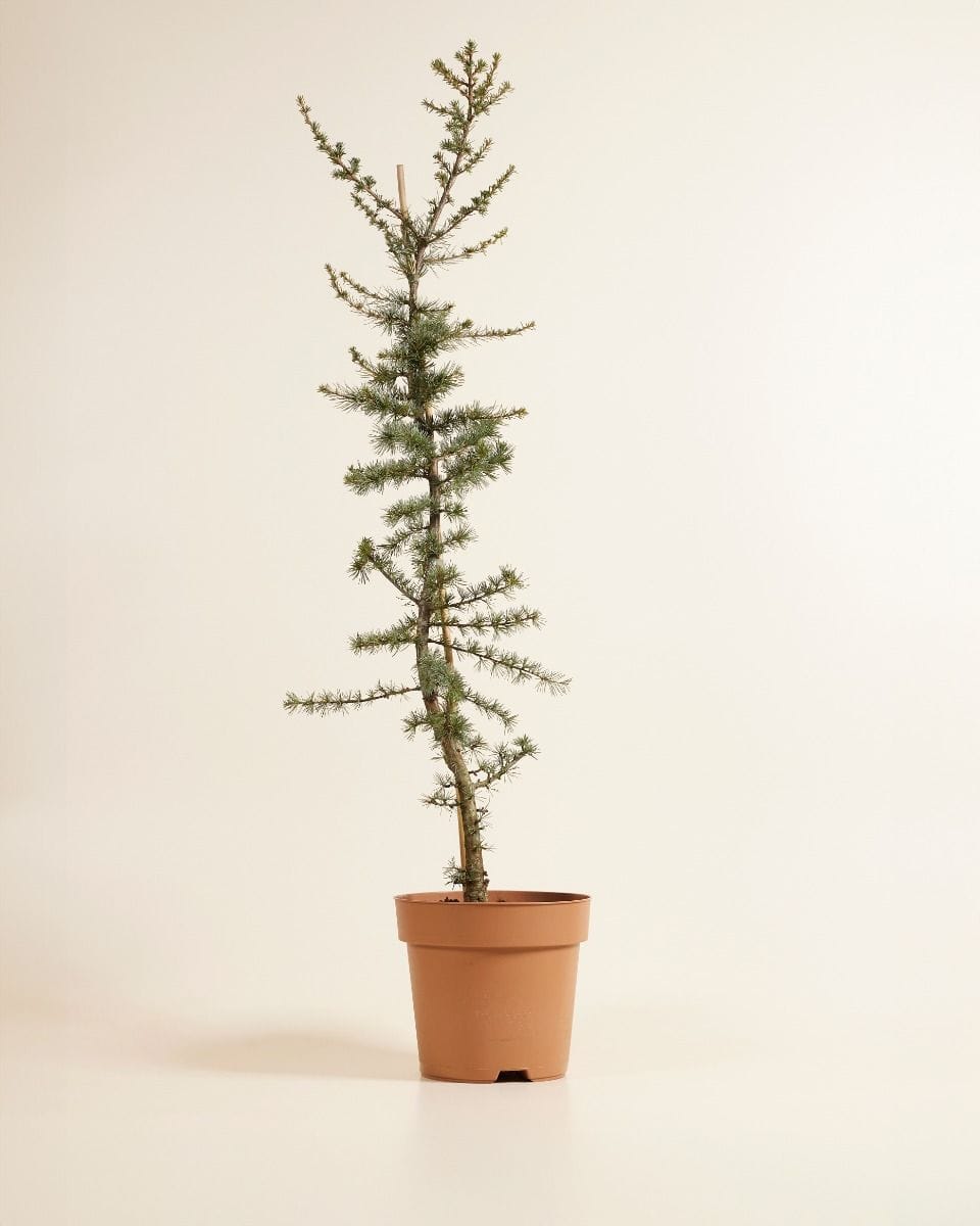 Cedrus libani Glauca