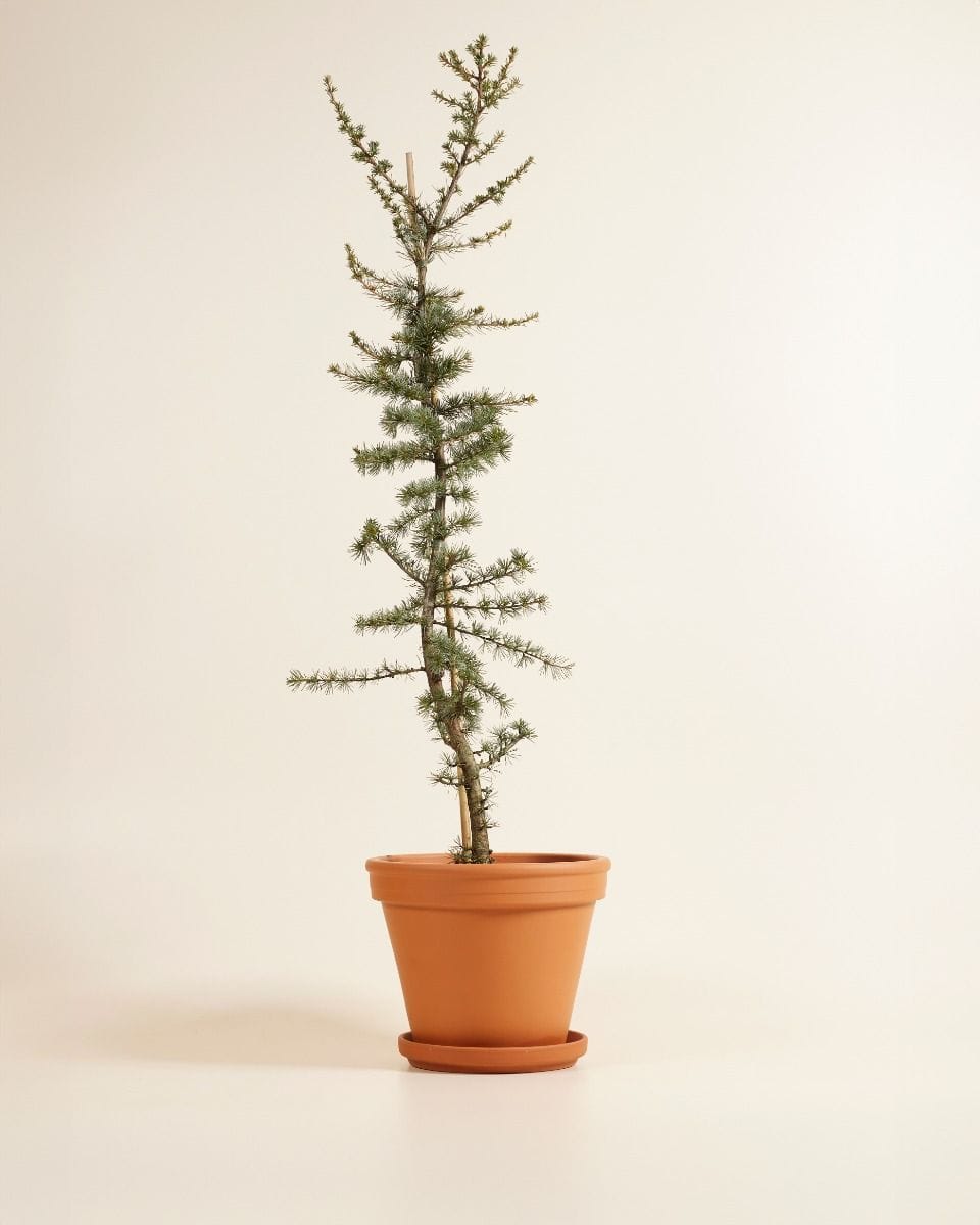 Cedrus libani Glauca