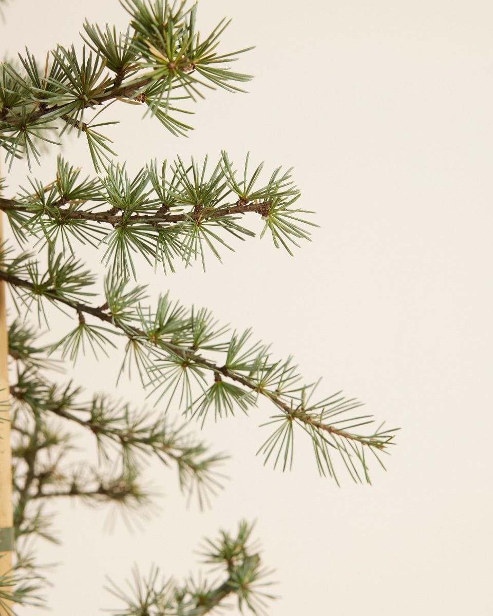 Cedrus libani Glauca