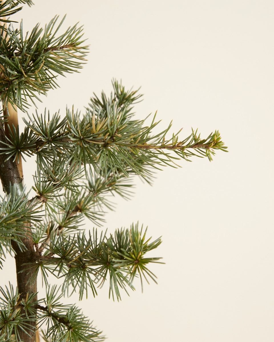 Cedrus libani Glauca