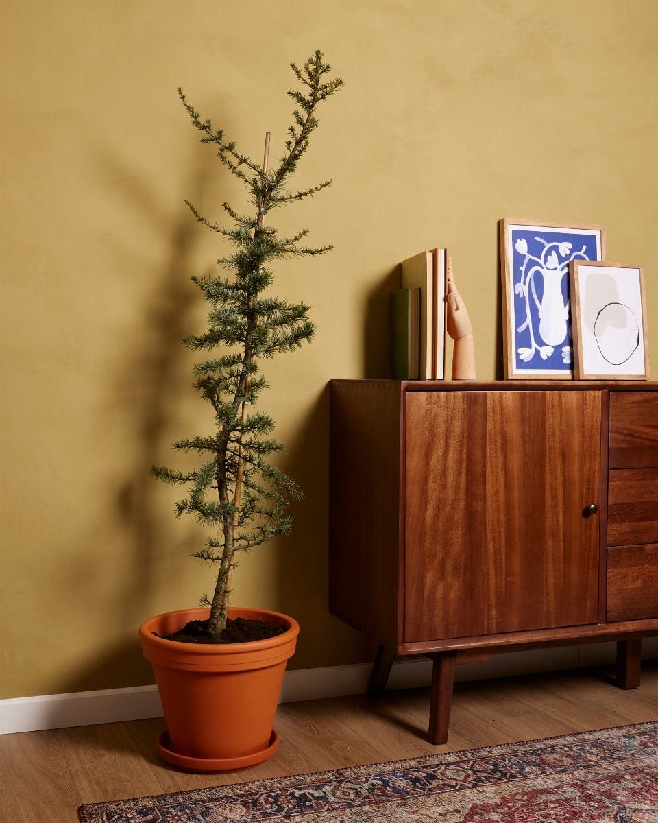 Cedrus libani Glauca