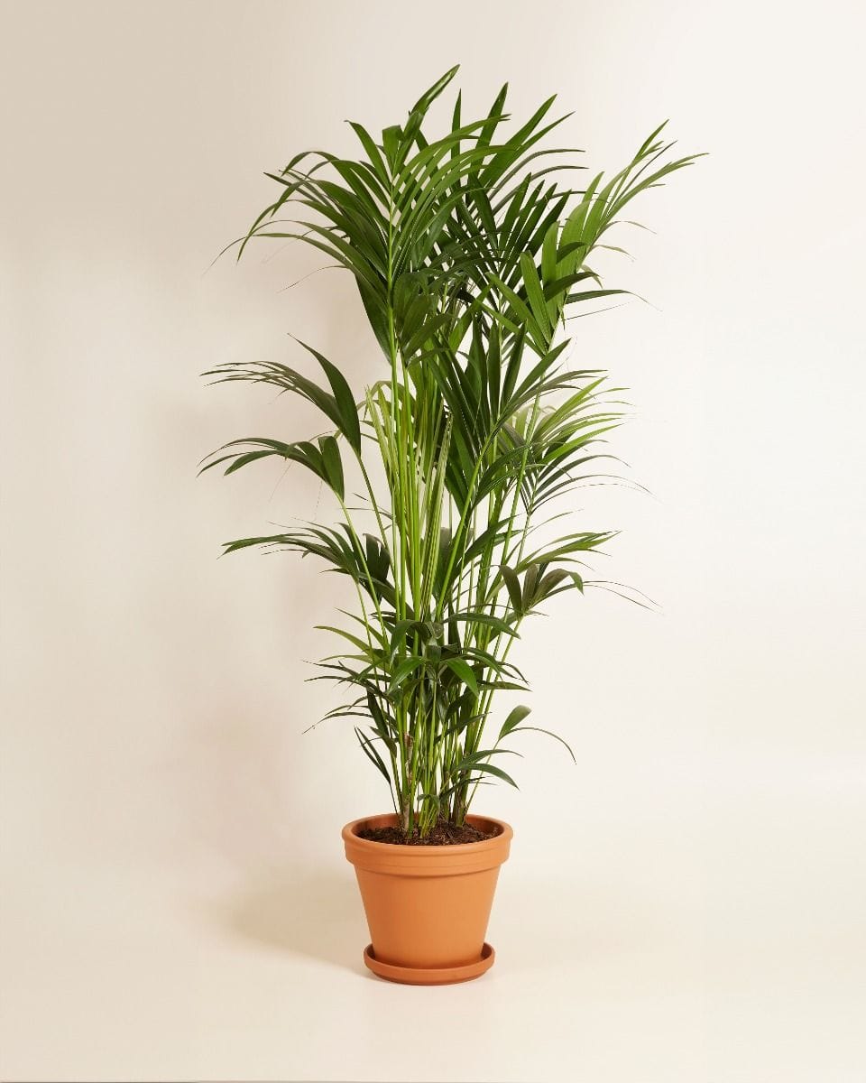 Kentia Howea Forsteriana Golden Cane Palm Kentia