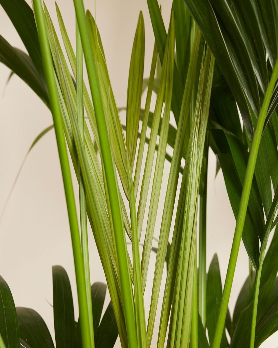 Kentia Howea Forsteriana Golden Cane Palm Kentia