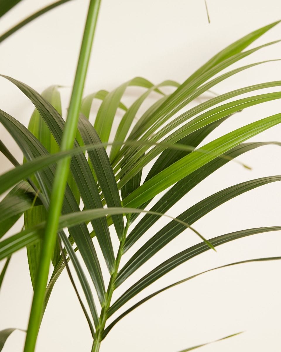 Kentia Howea Forsteriana Golden Cane Palm Kentia