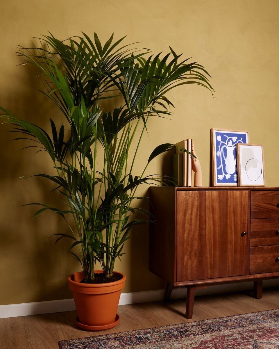 Kentia Howea Forsteriana Golden Cane Palm Kentia