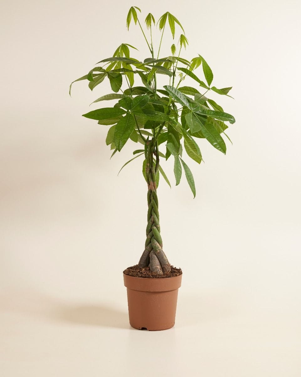 Pachira Money tree Aquatica