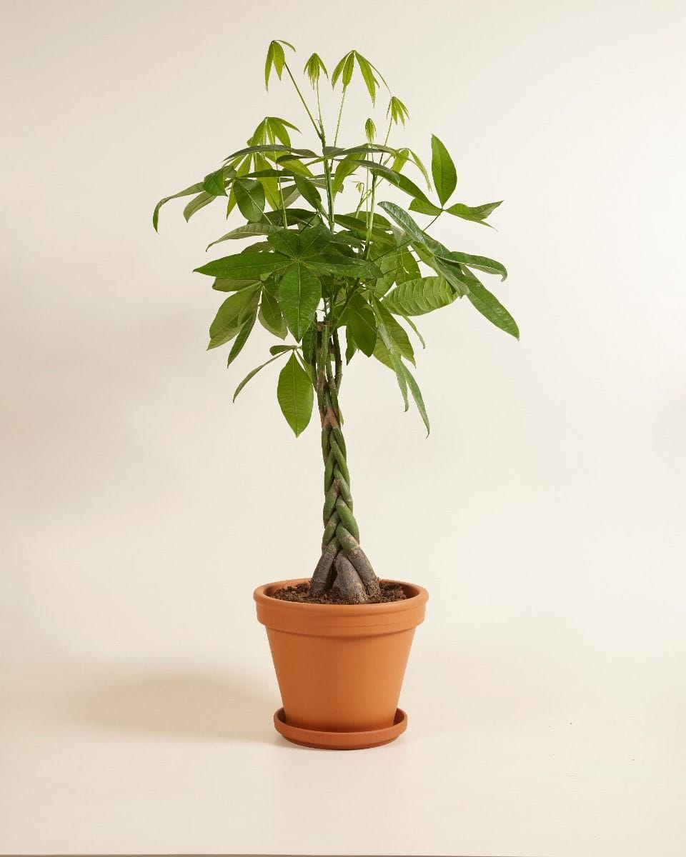 Pachira Money tree Aquatica