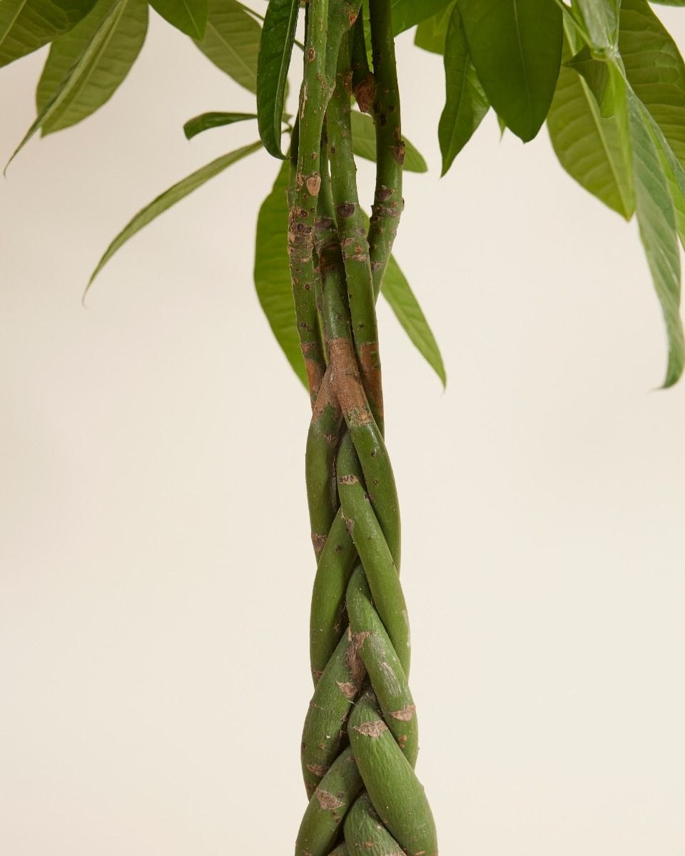 Pachira Money tree Aquatica