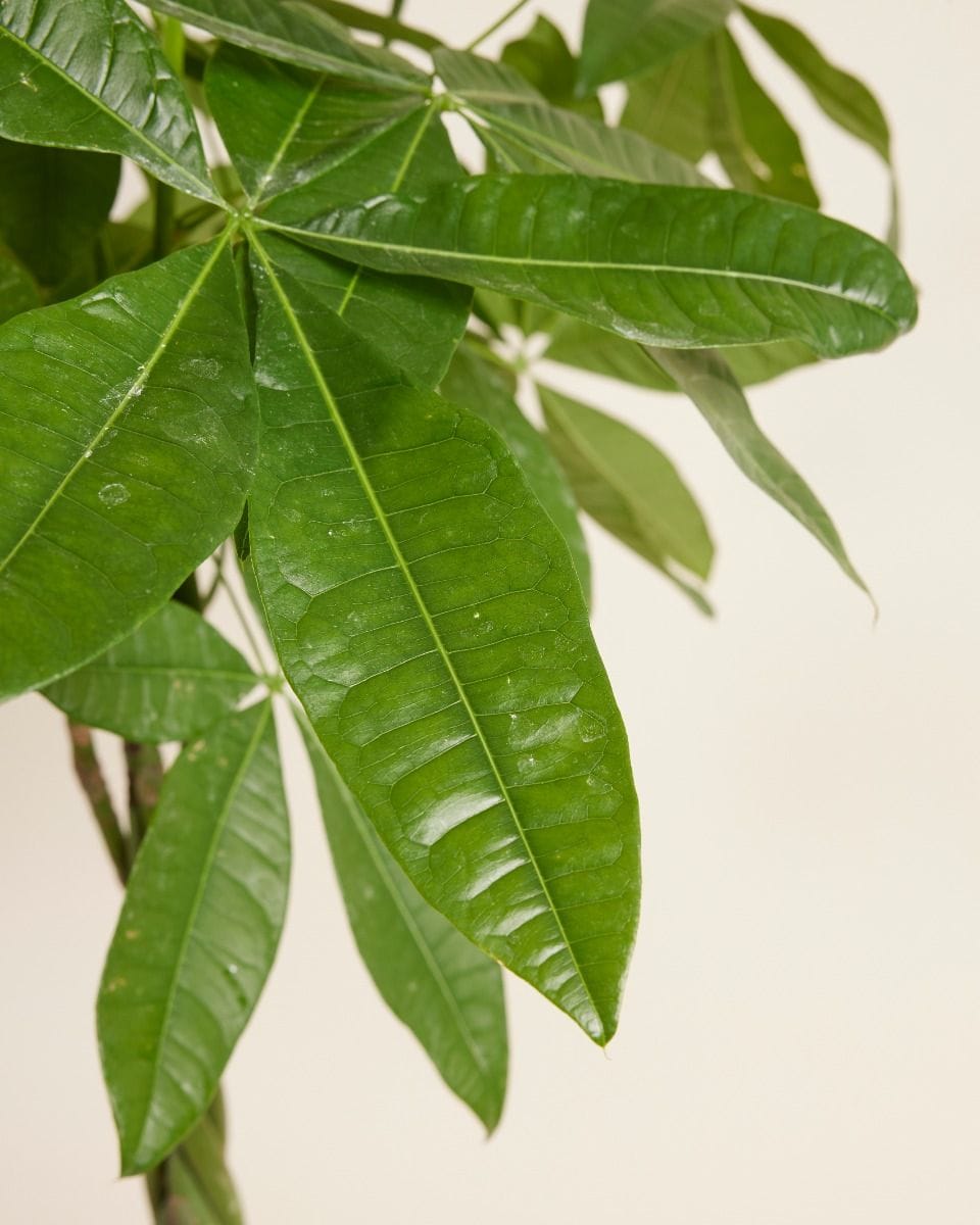 Pachira Money tree Aquatica