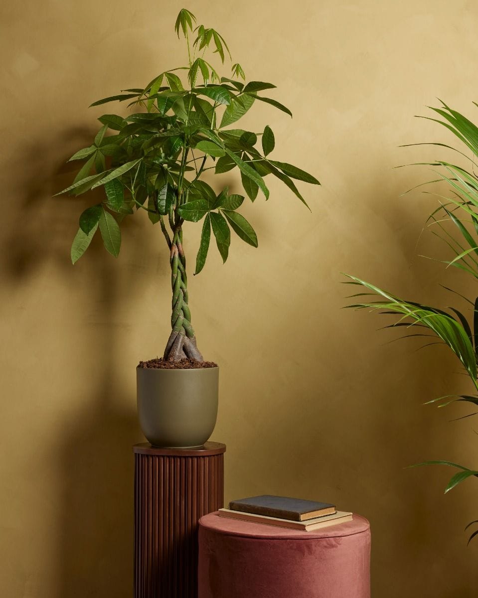 Pachira Money tree Aquatica