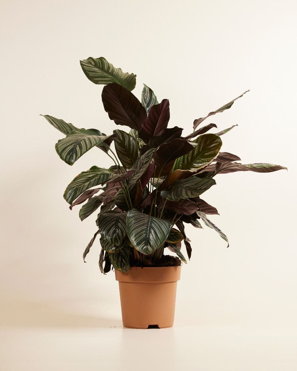 Calathea Prayer Plant Ornata