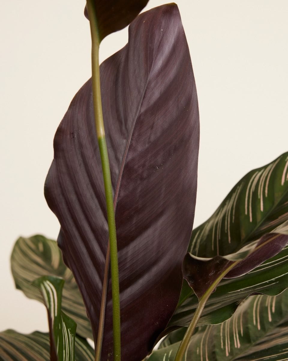 Calathea Prayer Plant Ornata