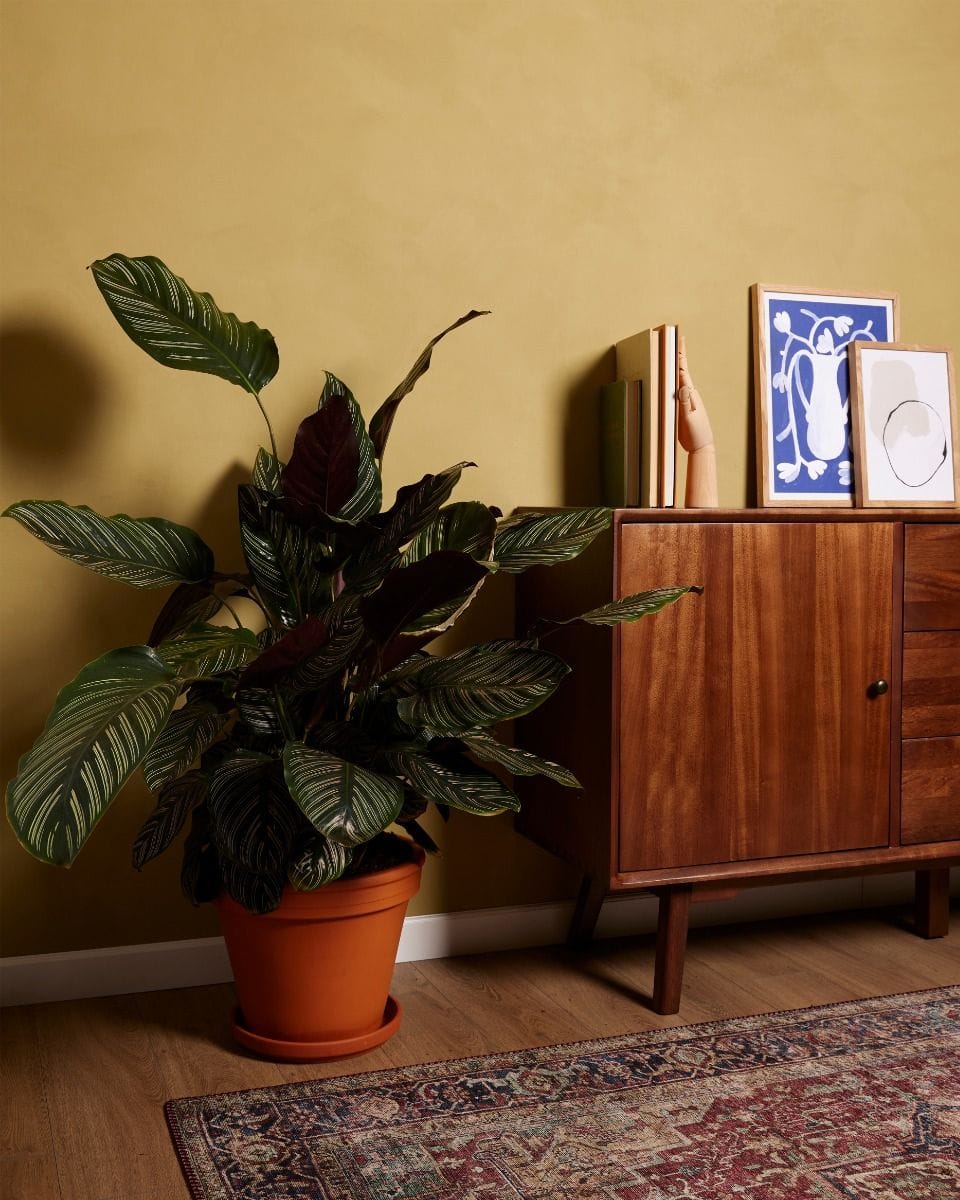 Calathea Prayer Plant Ornata