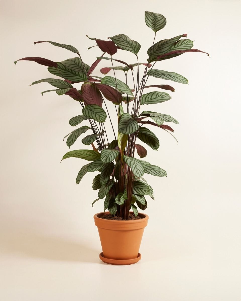 Calathea Prayer Plant Oppenheimiana