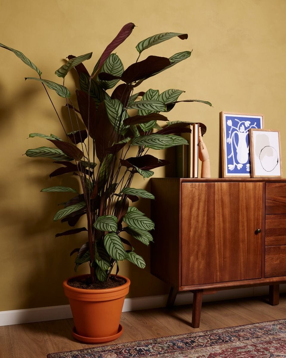 Calathea Prayer Plant Oppenheimiana