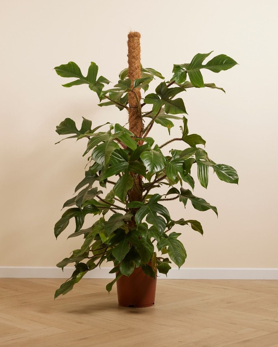 Philodendron Squamiferum