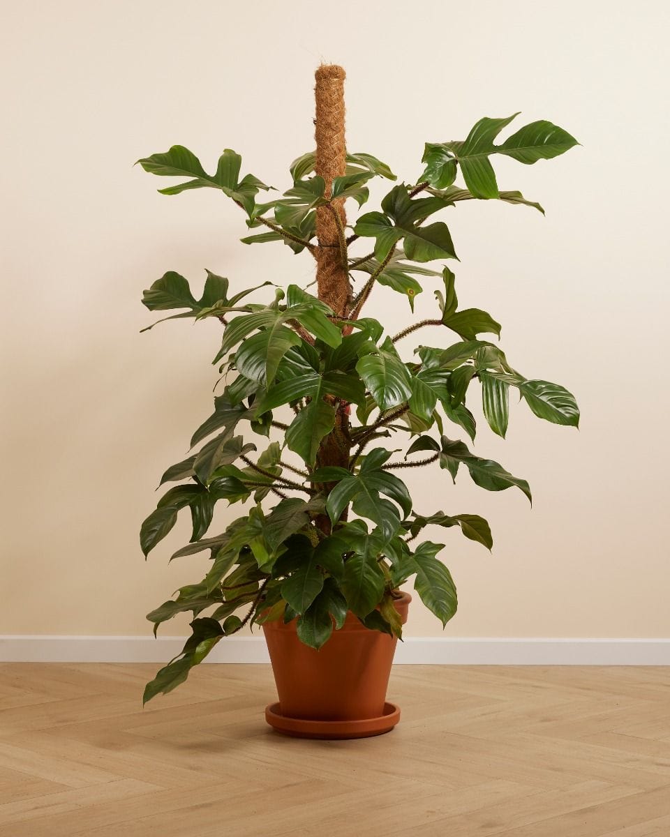 Philodendron Squamiferum
