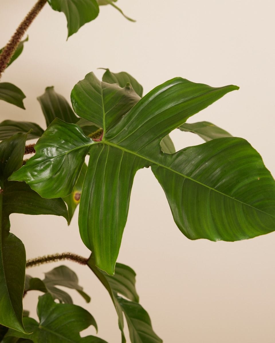 Philodendron Squamiferum