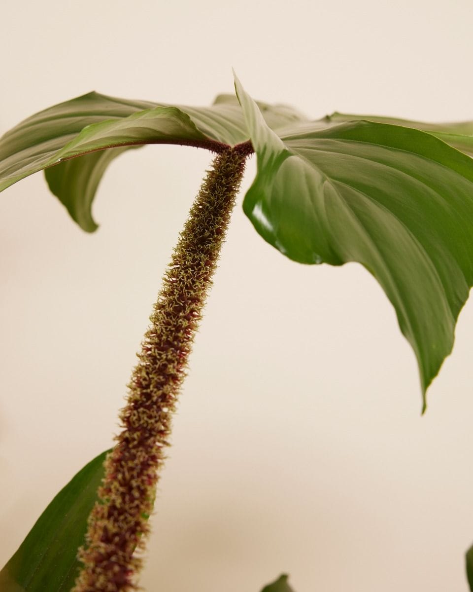 Philodendron Squamiferum