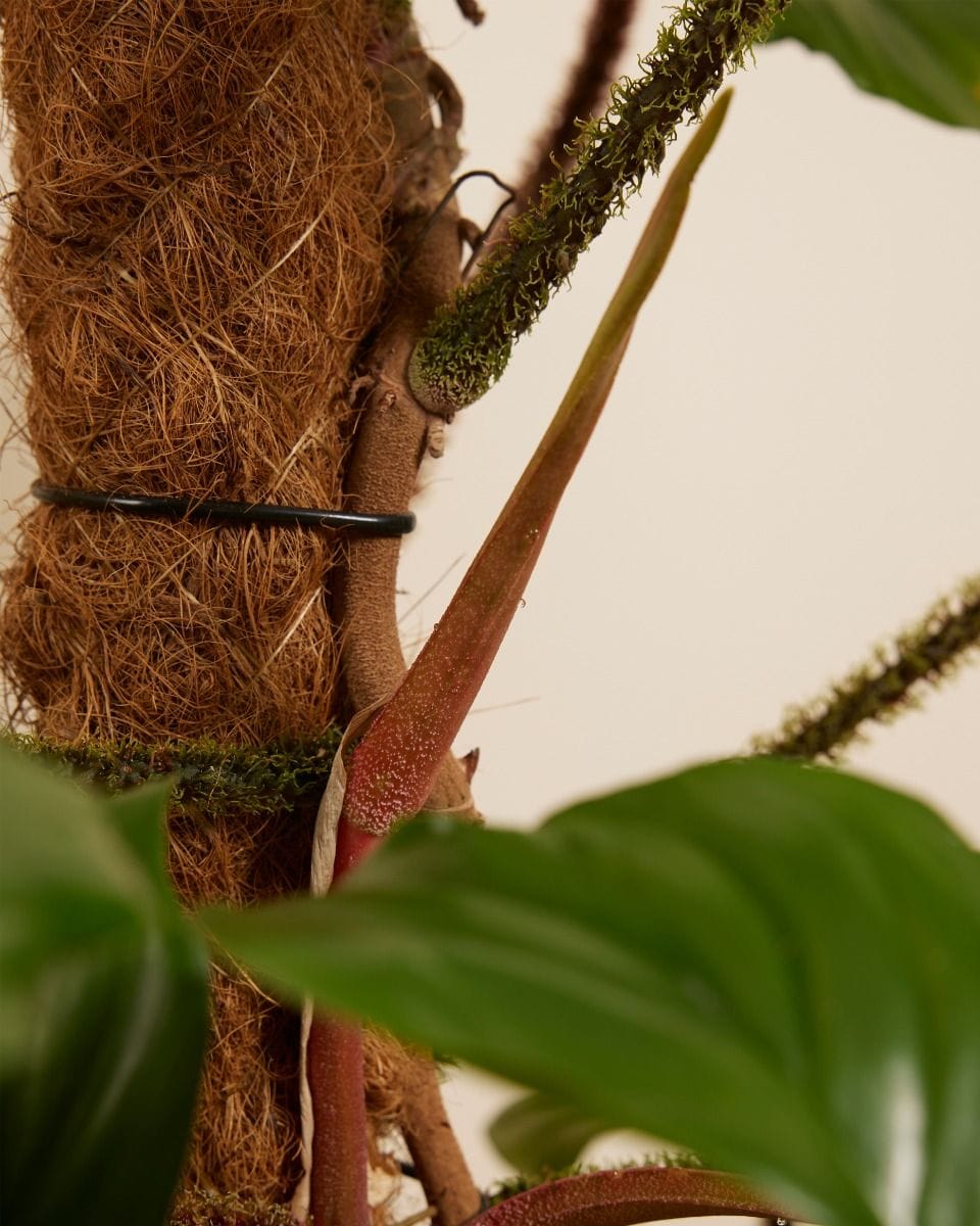 Philodendron Squamiferum