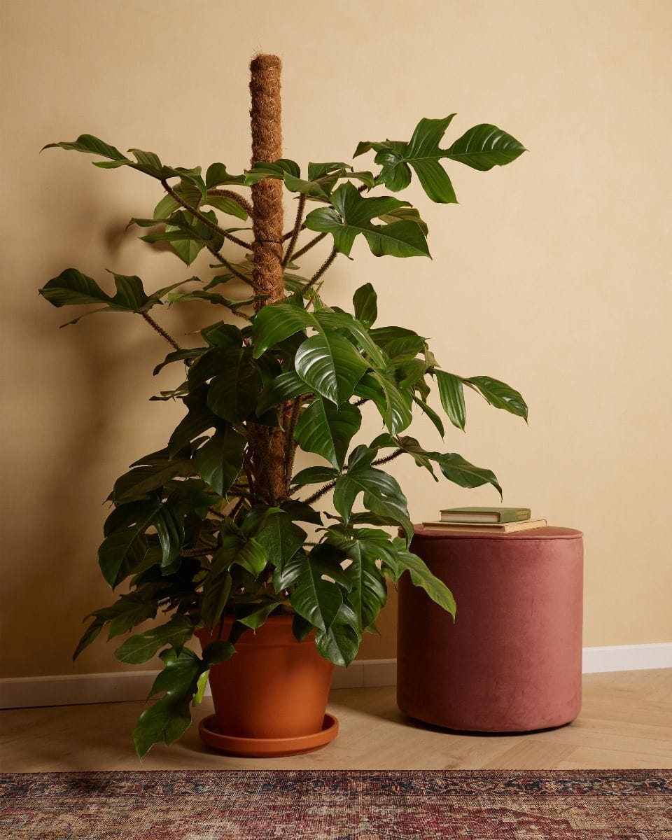 Philodendron Squamiferum