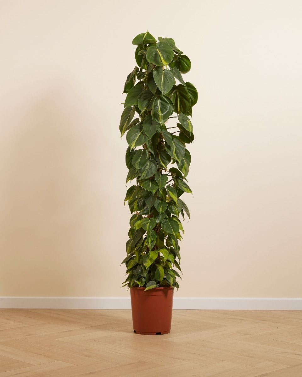 Philodendron Scandens Brasil