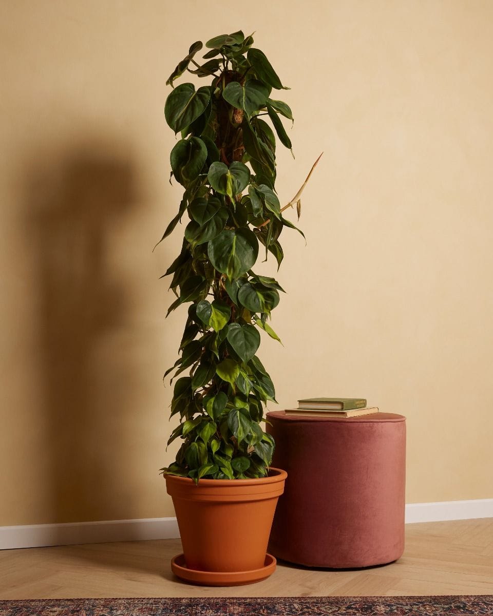 Philodendron Scandens Brasil