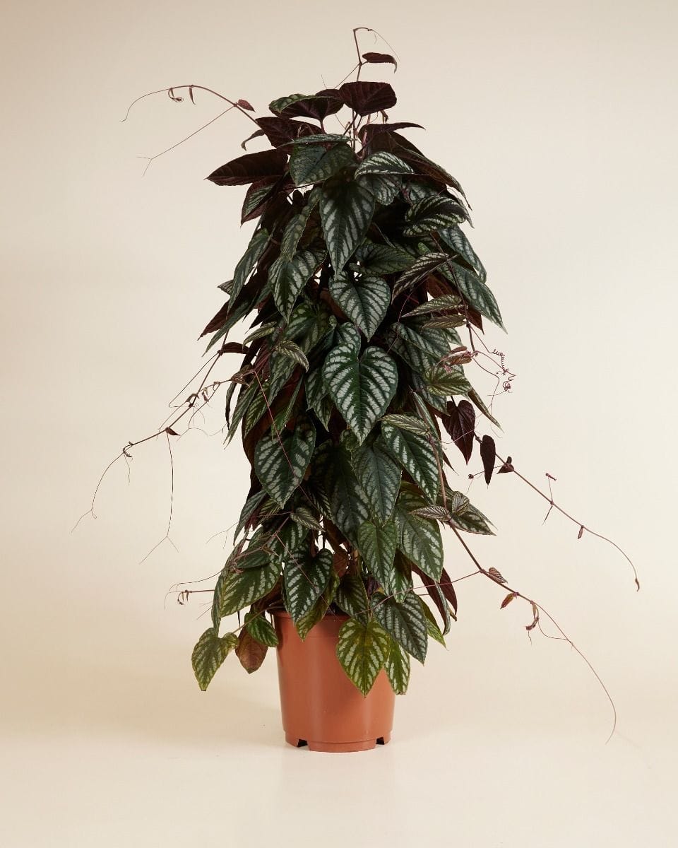 Cissus Cisso Discolor