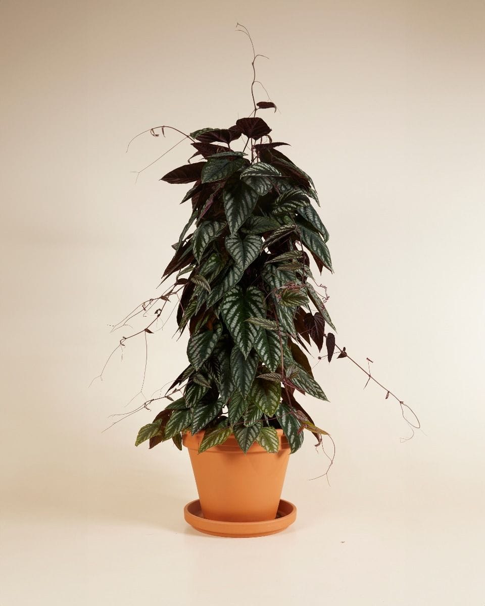 Cissus Cisso Discolor