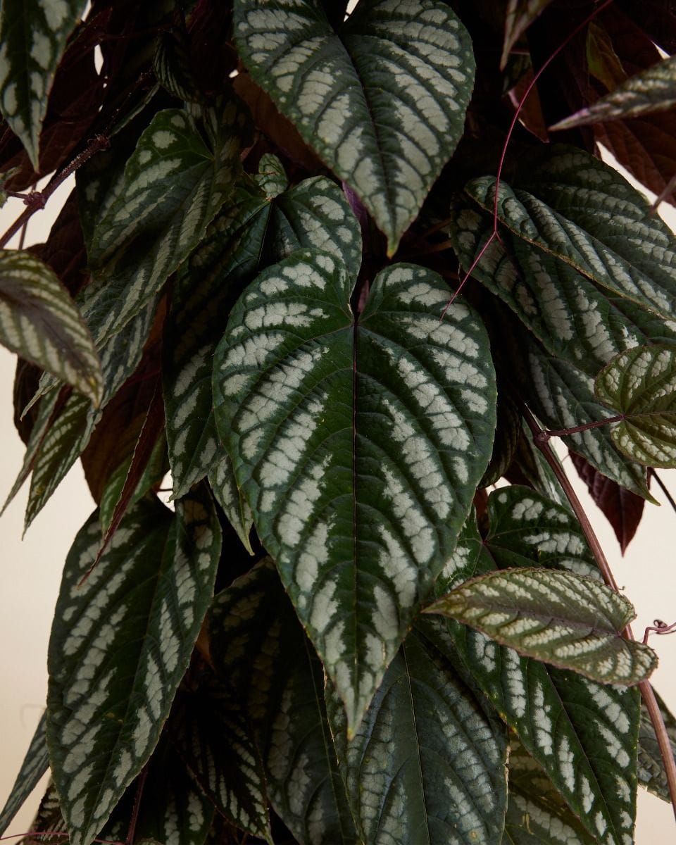 Cissus Cisso Discolor