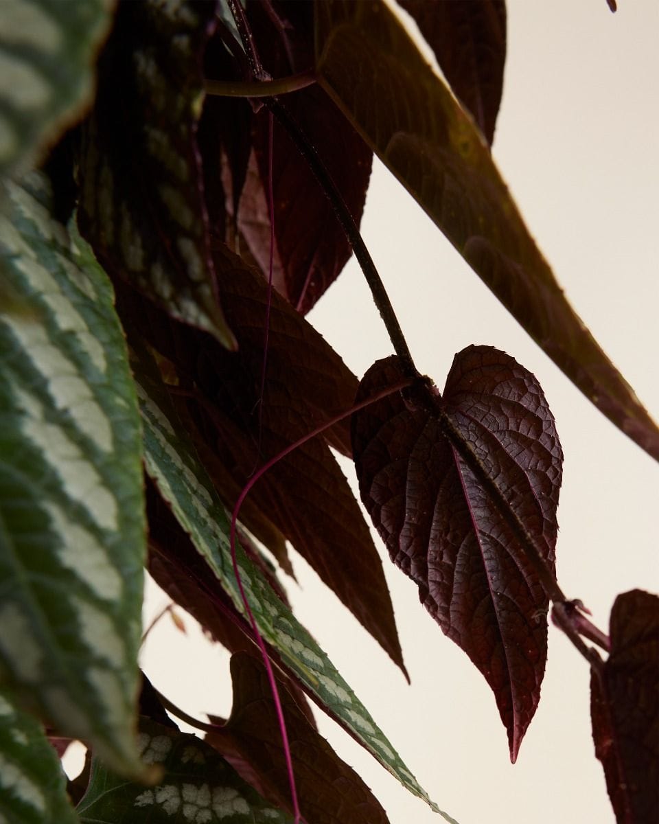 Cissus Cisso Discolor