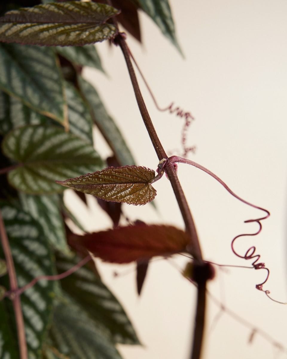 Cissus Cisso Discolor
