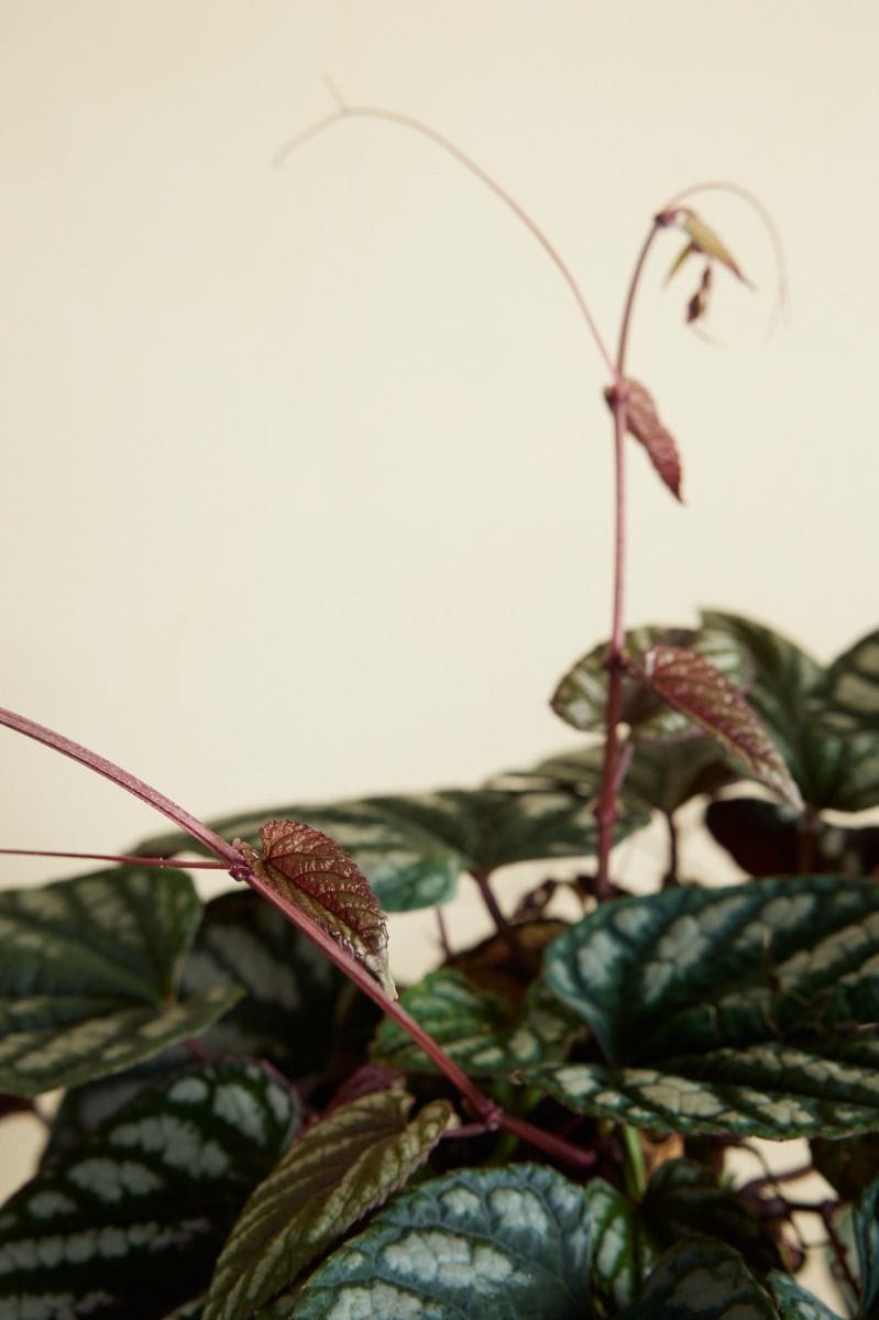 Cissus Cisso Discolor