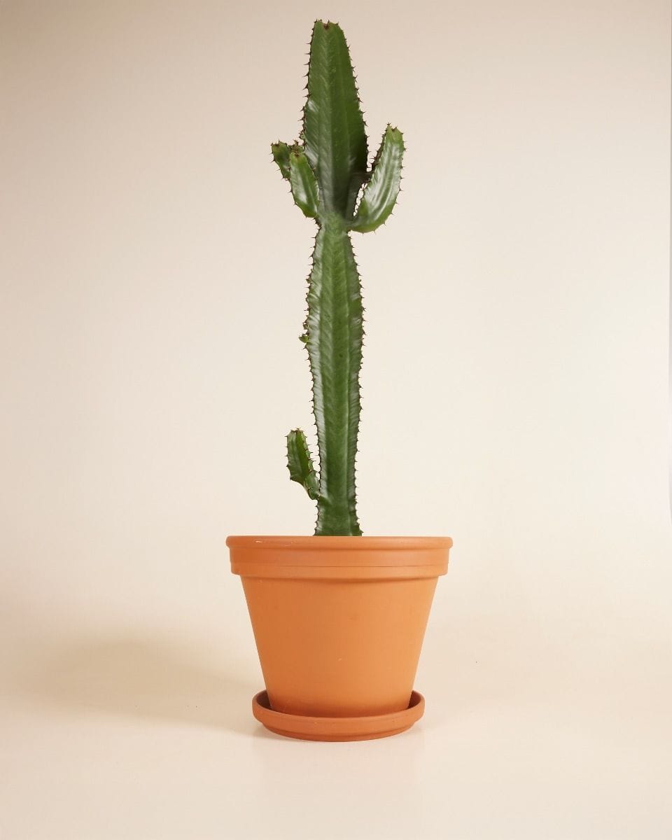 Euphorbia Acruensis