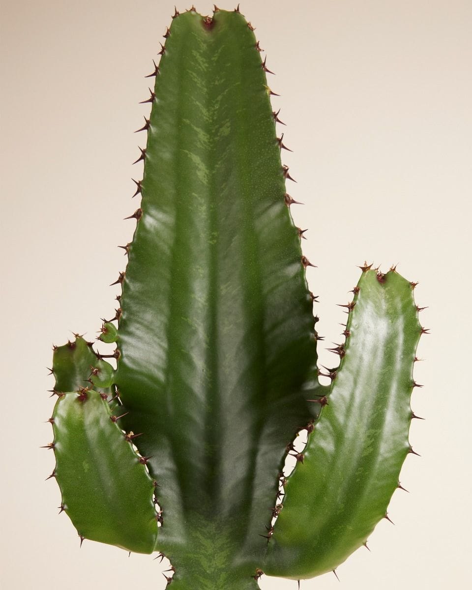 Euphorbia Acruensis
