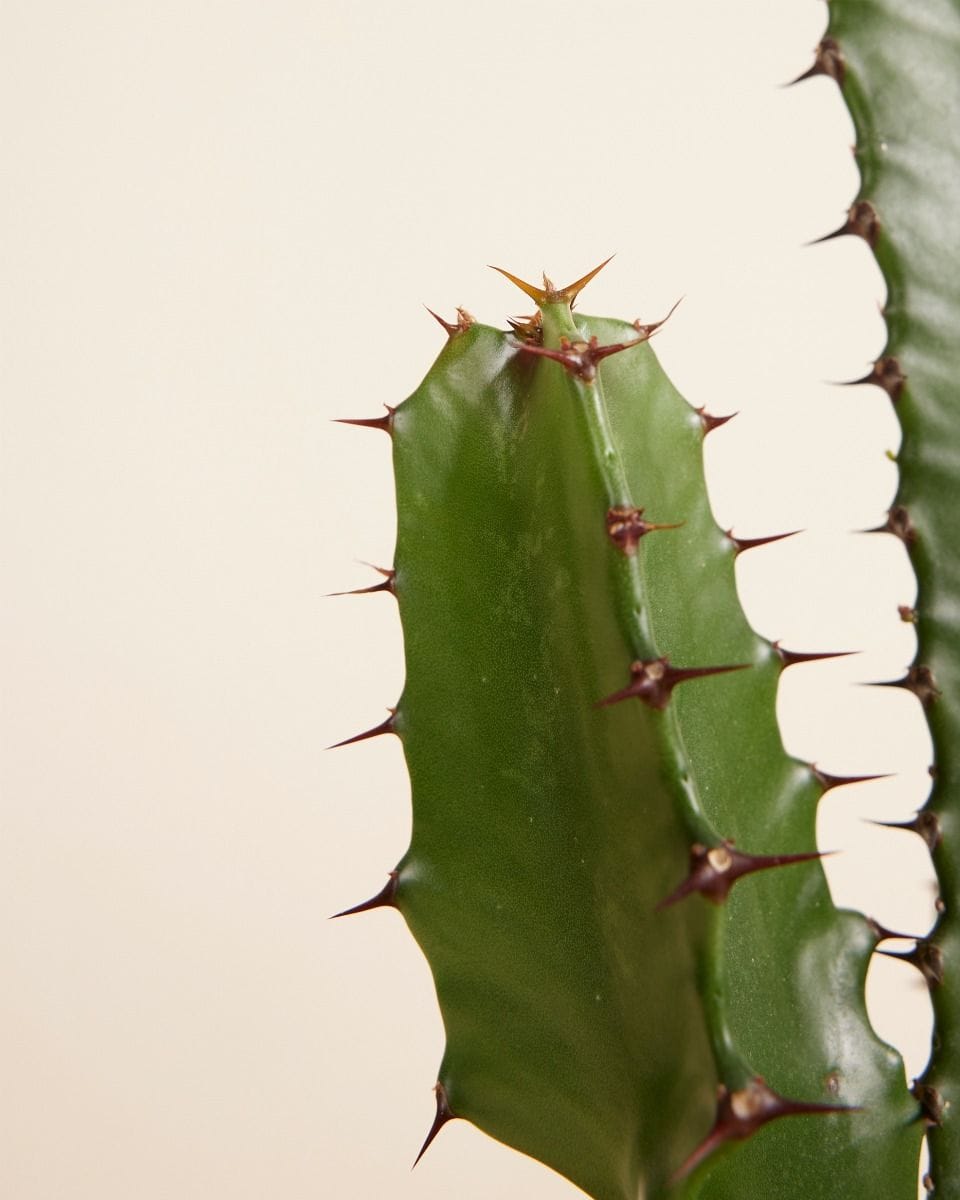 Euphorbia Acruensis