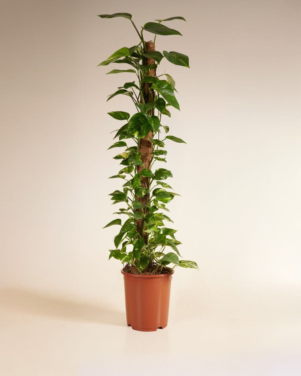 Scindapsus Devil’s Ivy Aureum