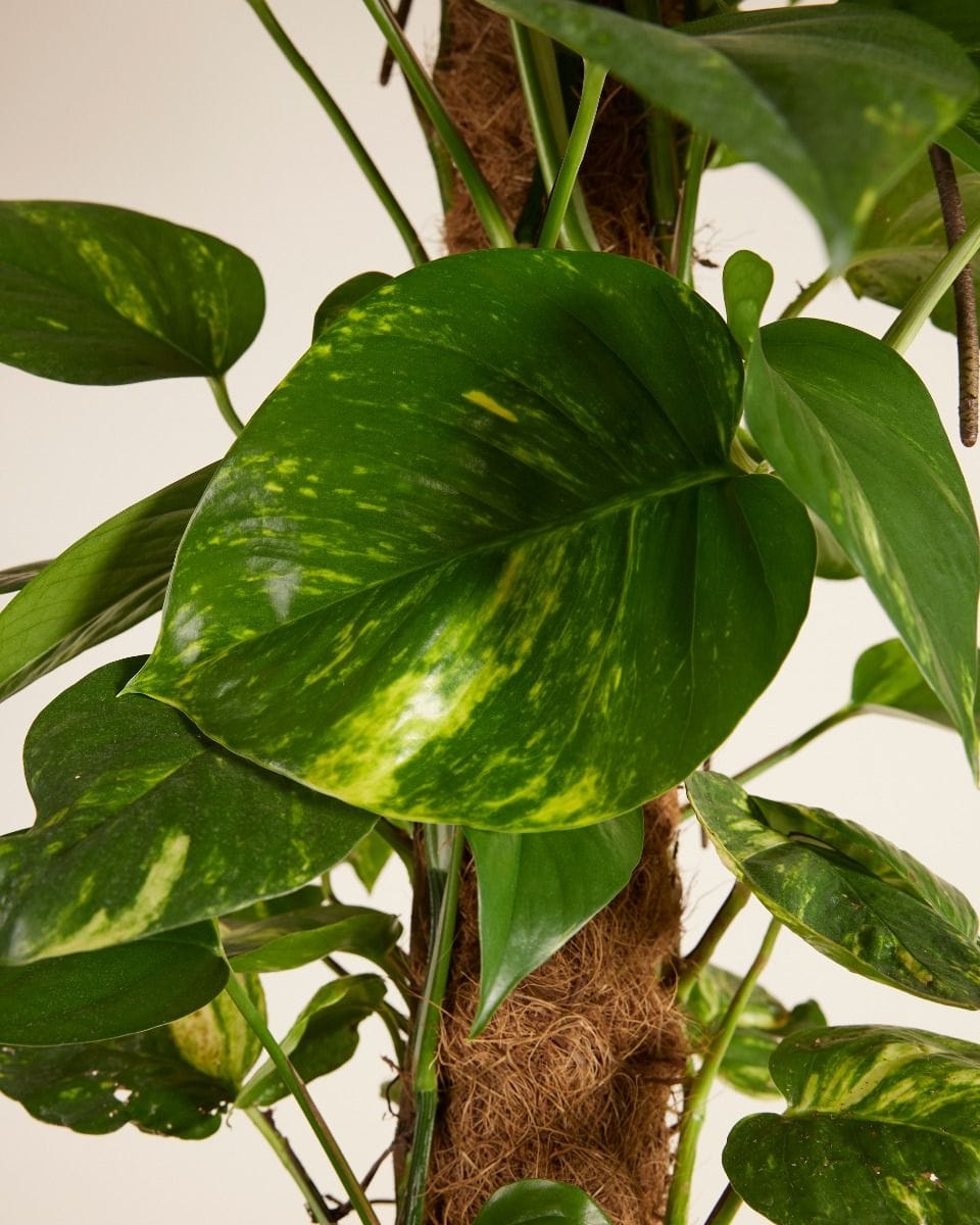 Scindapsus Devil’s Ivy Aureum