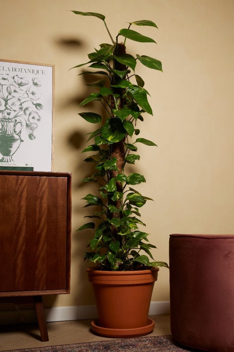 Scindapsus Devil’s Ivy Aureum