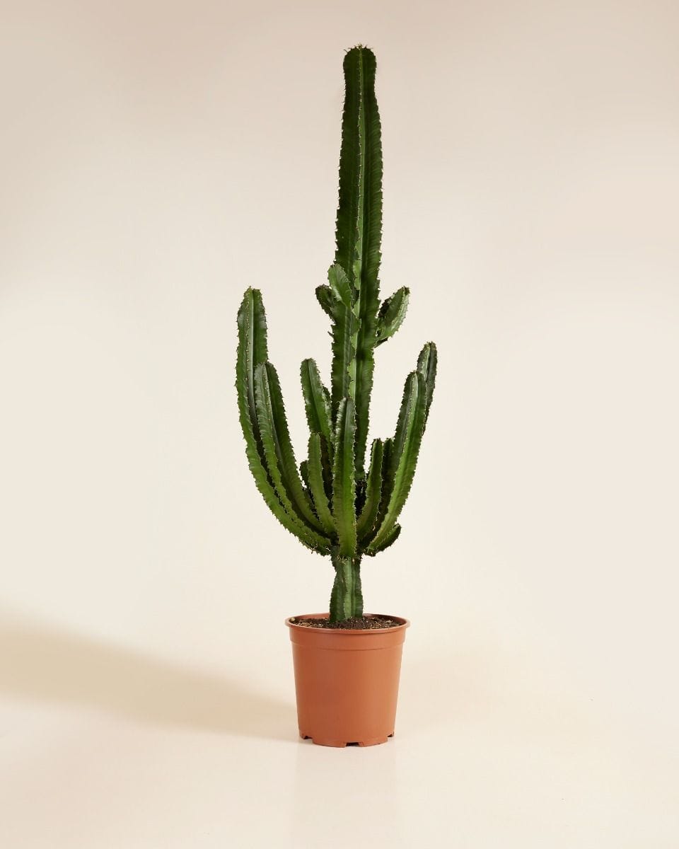 Euphorbia Erytrea