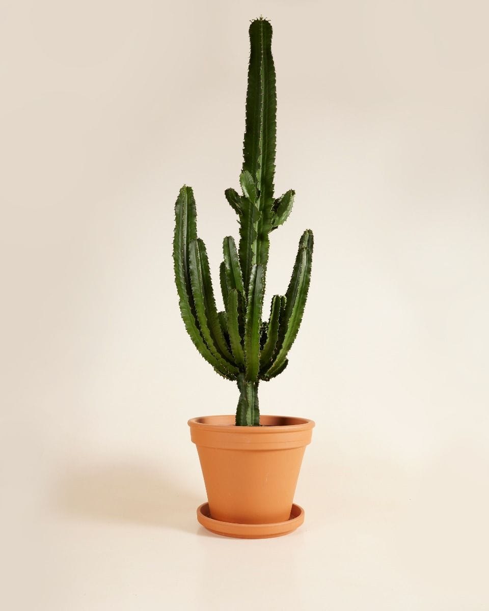 Euphorbia Erytrea
