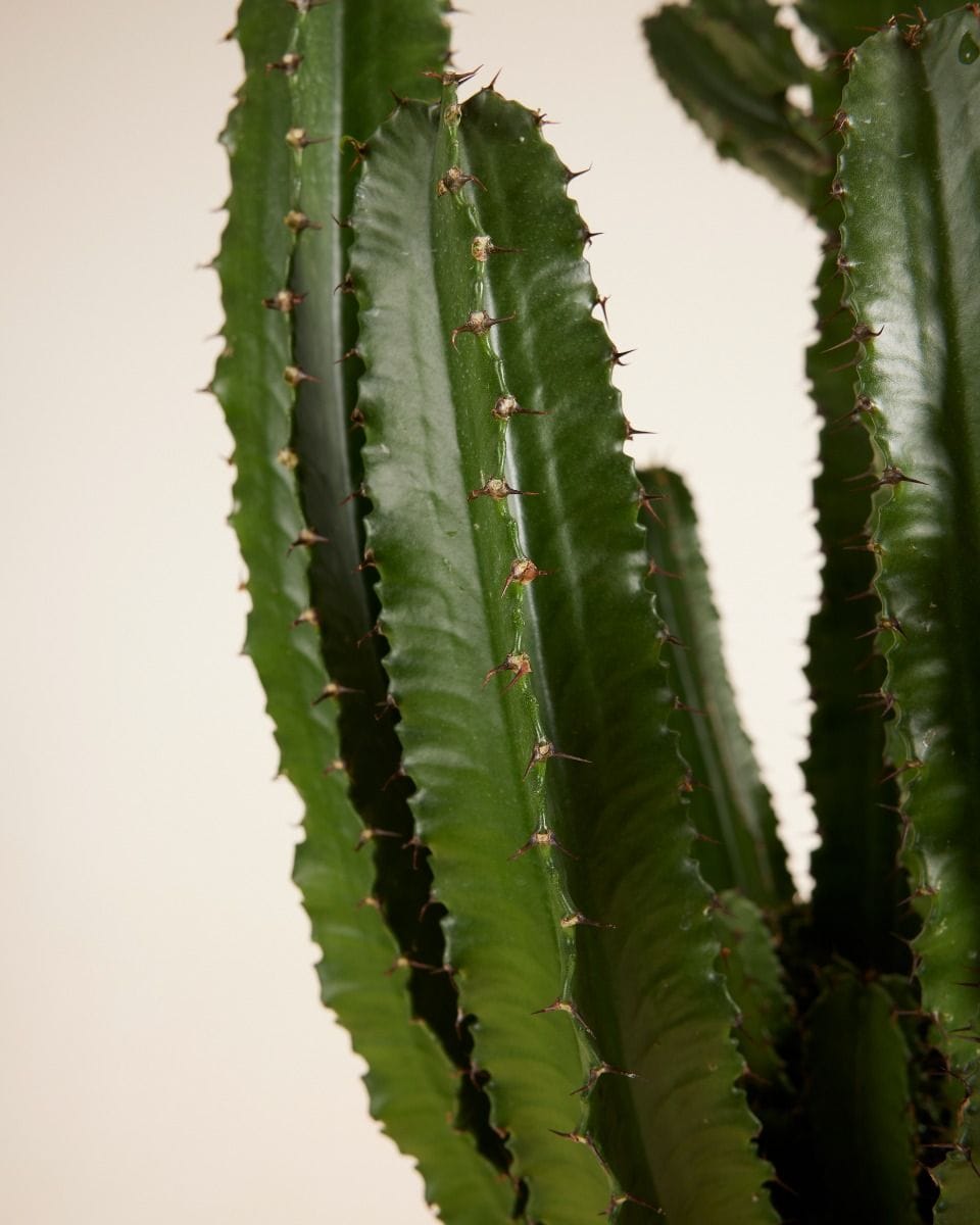 Euphorbia Erytrea