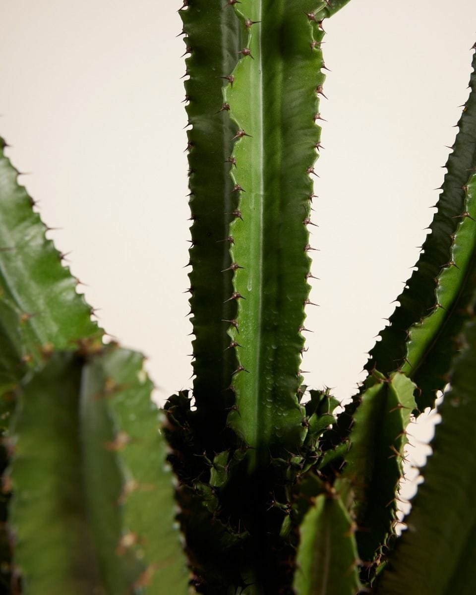 Euphorbia Erytrea