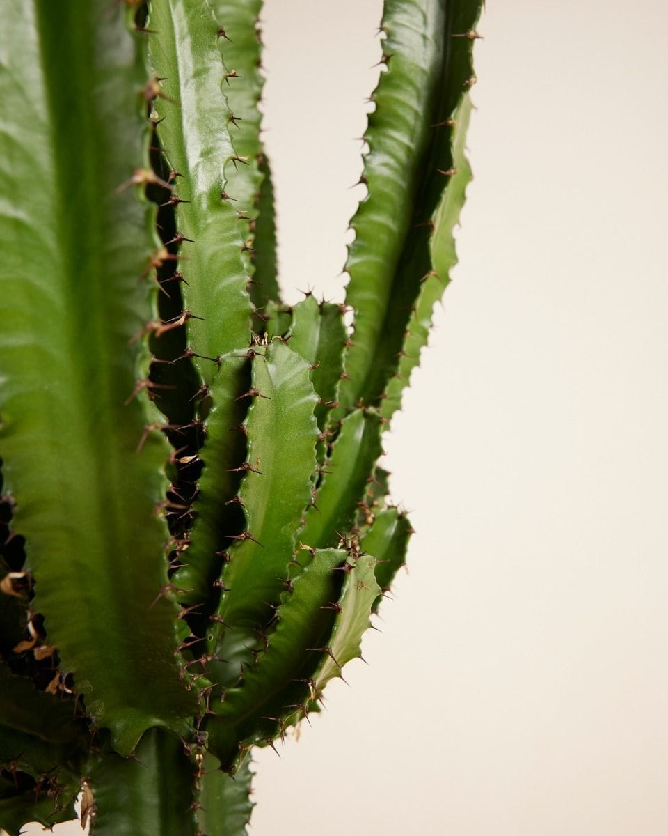 Euphorbia Erytrea