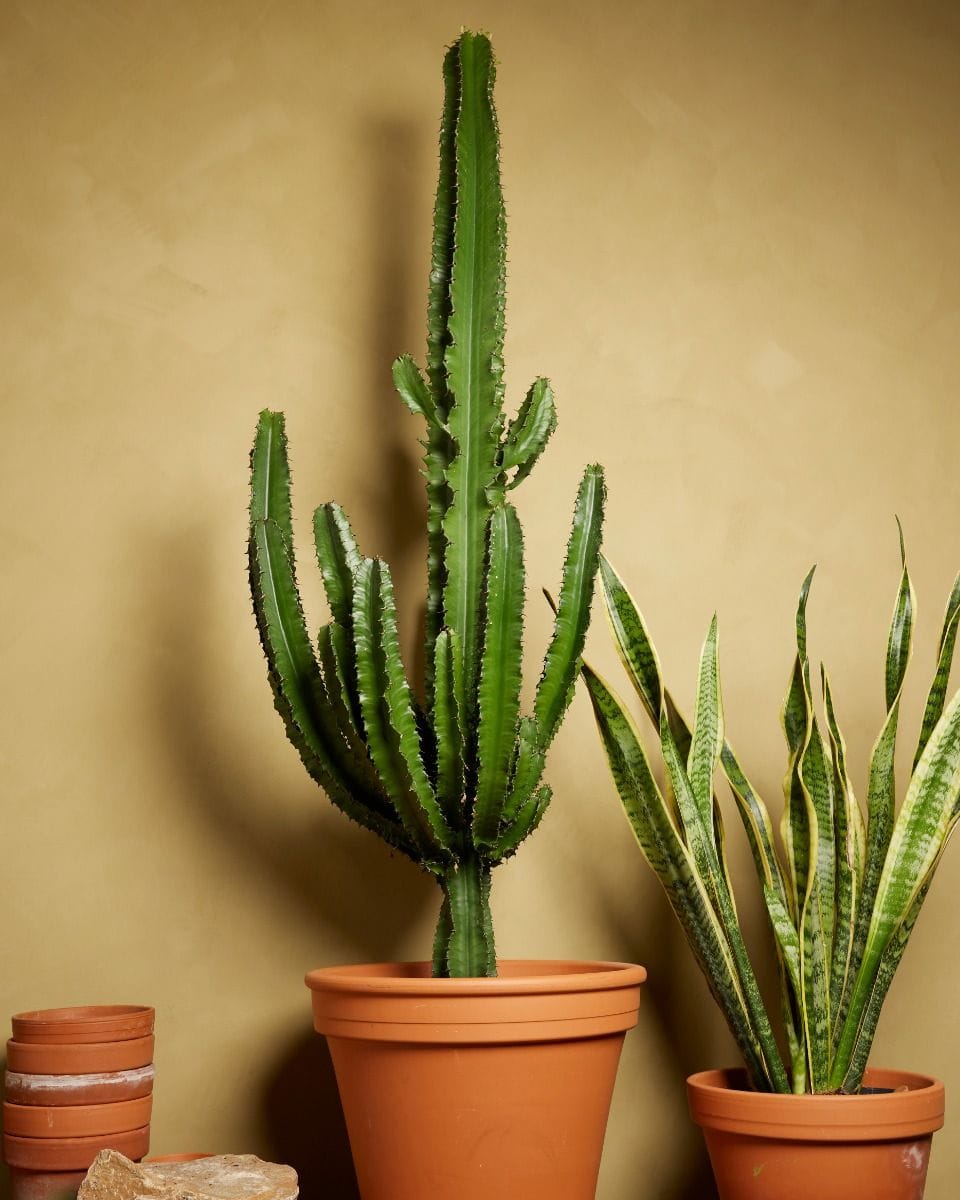 Euphorbia Erytrea